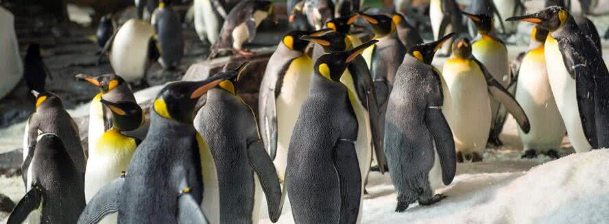 Pinguine im SeaWorld Orlando