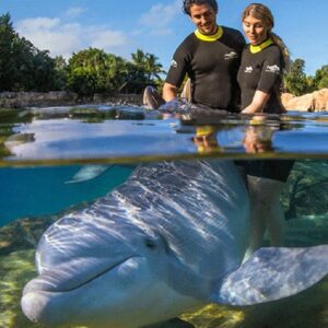 Delfin Discovery Cove Orlando