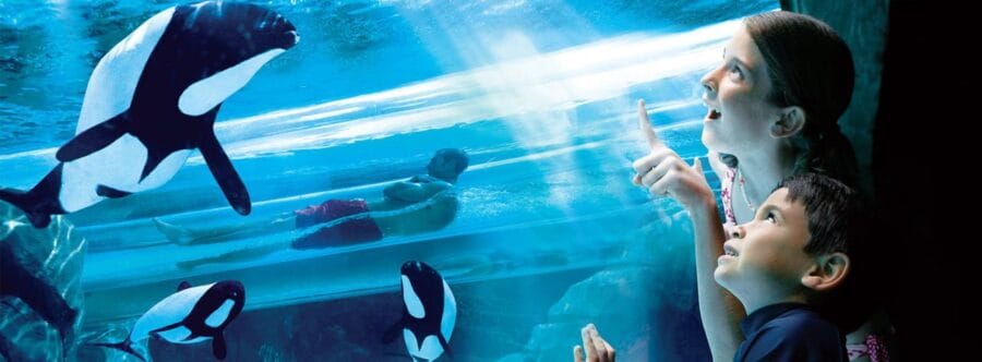 Dolphin Plunge Aquatica Orlando