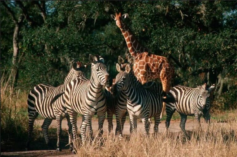 Disney’s Animal Kingdom Tiere