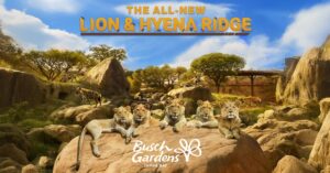 Lion & Hyena Ridge: Busch Gardens Tampa baut sein größtes Tiererlebnis seit Jahren